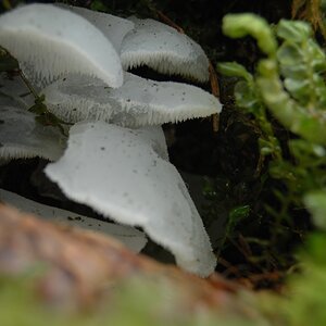 Zitterzahn (Pseudohydnum gelatinosum) laut Pilzforum.eu
DSC 7723 small