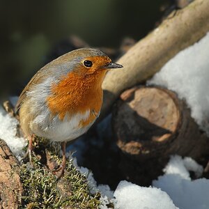 Rotkehlchen im Schnee