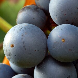 herbst 13
