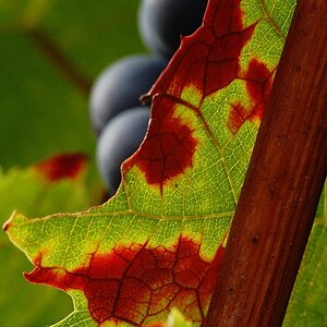 herbst 14