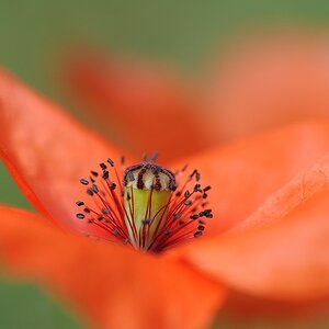 ...nur eine Mohnblume
