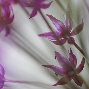 Allium