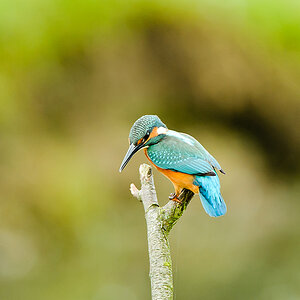 20100911 32126 [NIKON D3] 550 mm,1 100 Sek. bei f   5,6