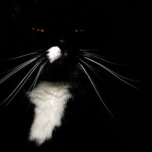 Max der Liebe