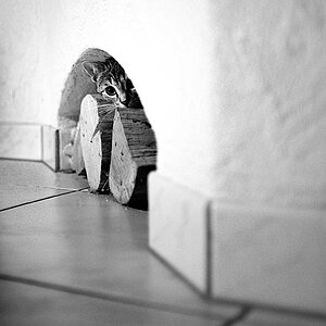 2010 08 23 Neue Katze Haupersweiler D7C 3292