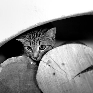 2010 08 23 Neue Katze Haupersweiler D7C 3508
