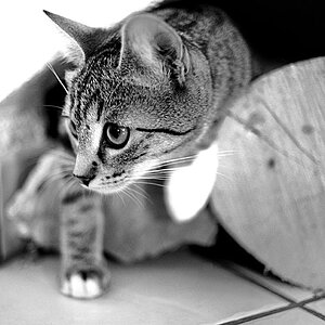 2010 08 23 Neue Katze Haupersweiler D7C 3512