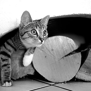 2010 08 23 Neue Katze Haupersweiler D7C 3516