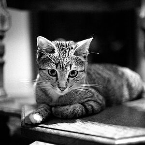 2010 08 23 Neue Katze Haupersweiler D7C 3346