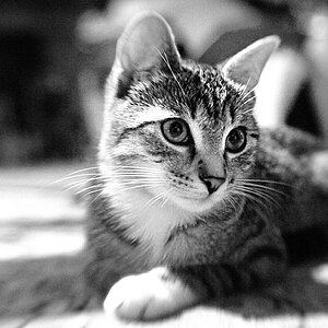 2010 08 23 Neue Katze Haupersweiler D7C 3444