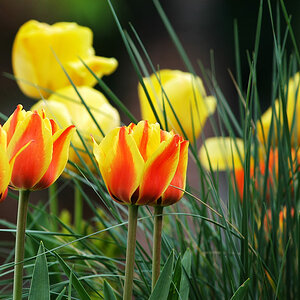Tulpen aus Amsterdam