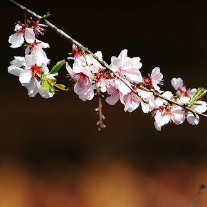 Kirschblüten
