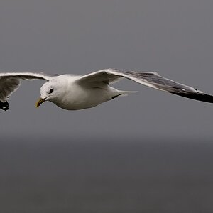 Möwe