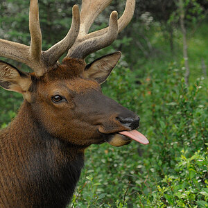 DSC5064 NF-F
Wapitihirsch
Banff NP, Kanada