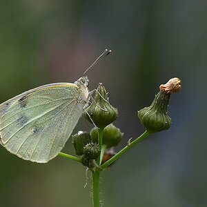 P9261120 hf