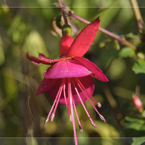Eine Blume