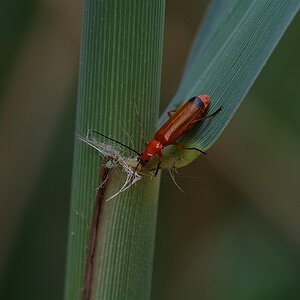 Makro 03