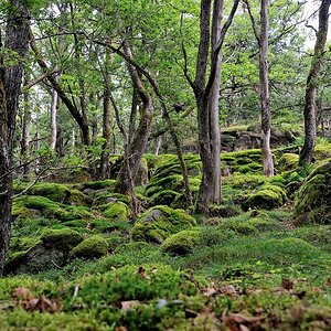 im Wald