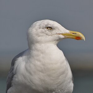 comp DSC 2137p