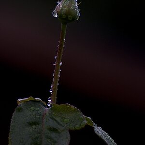 Rose2 (2)