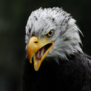 Der Blick
