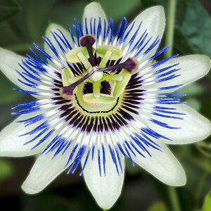 Lächelnde Passionsblume