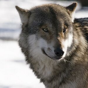 Wolf8a