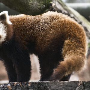 kleiner Panda 3