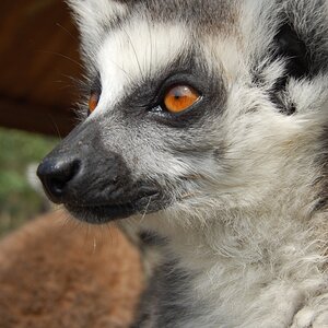 Katta im "Hangzhou Safaripark".