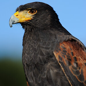 DSC5540 NF-F
Wildpark Bad Marienberg