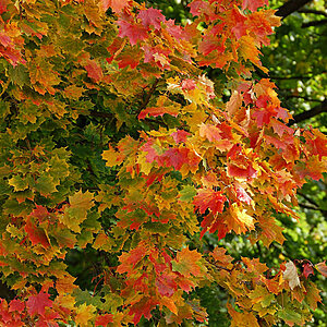 Die Farben des Herbst (vor meinem Fenster)