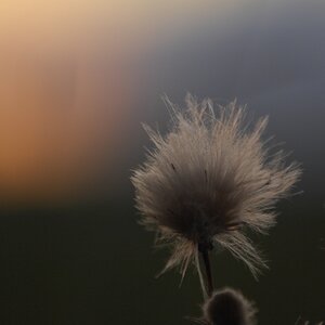 Morgen 2ter Versuch mit Fixierung aus dem Obi, damit der Wind die Puschelblumen nicht aus der Schärfeebene drückt
DSC 8917 small