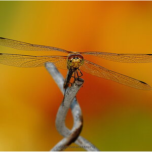 Makro 20100813 1049