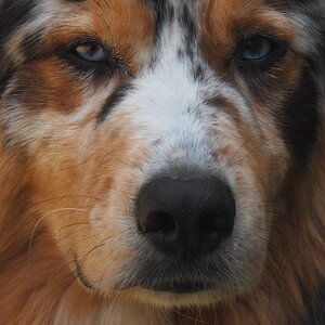 Deine blauen Augen machen mich so sentimental... 
DSC 9242 crop web