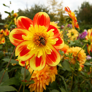 Dahlien (Weitwinkel)