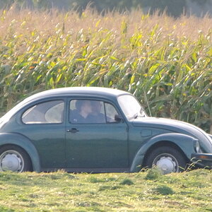 käfer 1 JKK 8848