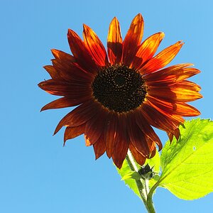 Sonnenblume