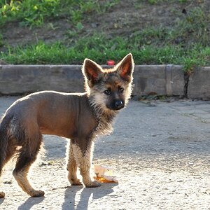 Zwergwuchs Schäferhund

D5000 / Nikkor 18-105 VR

105.0mm / f/5.6 / 0.017s (1/60) / ISO 220