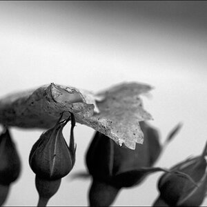 LesetDSC 0163