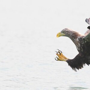 Seeadler