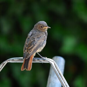 comp DSC 7711