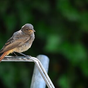 comp DSC 7717
