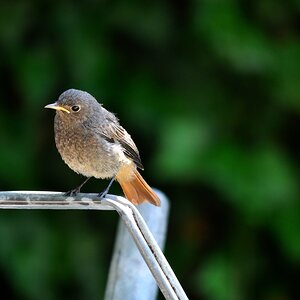 comp DSC 7724
