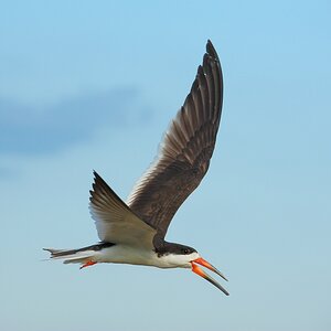 comp DSC 3436
