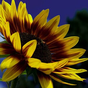 Blume