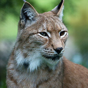 Luchs