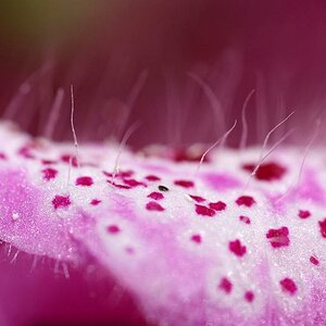 Blumenmakro1