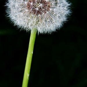 Pusteblume