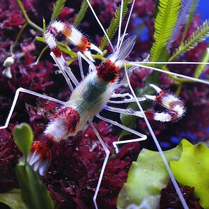 Aquarium