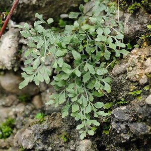 Makro Test Asplenium 2
